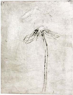 Helena Bergenrud  bergenrud.com  V - UR BLOMMAS RESA, 27 X 35 CM torrnålsgravyr, drypoint, kaltnadel radierung
